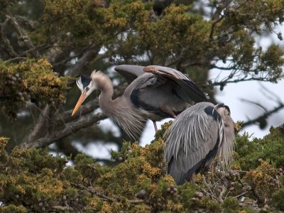 Great Blue Heron _4030397.jpg