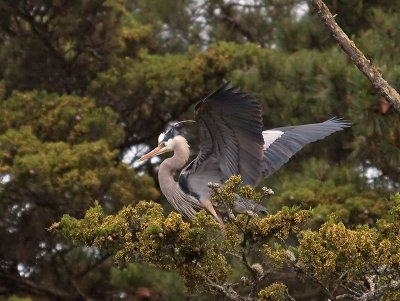 Great Blue Heron _4030399.jpg