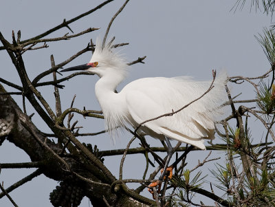Snowy Egret _3310327.jpg