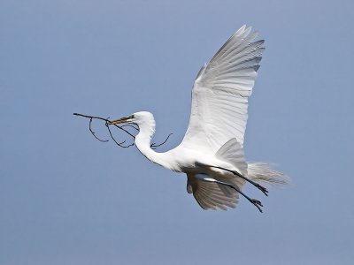 Great Egret _3310260.jpg