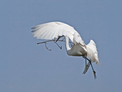 Great Egret _3310263.jpg