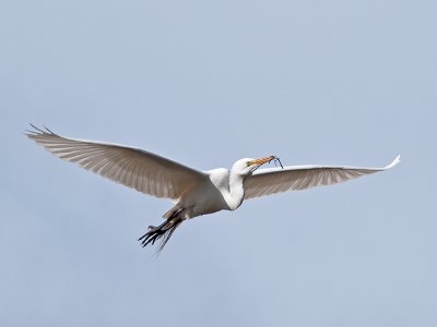 Great Egret _3310272.jpg