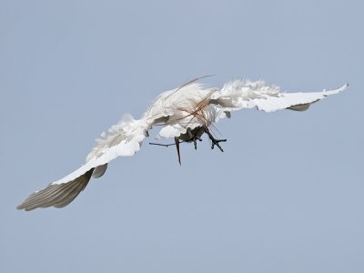 Great Egret _3310283.jpg