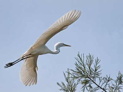Great Egret _3310297.jpg
