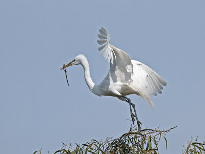 Great Egret _3310301.jpg