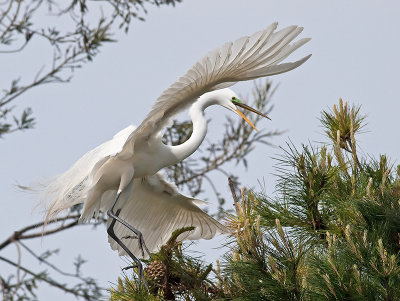 Great Egret _3310325.jpg