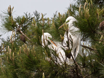 Great Egret _3310353.jpg