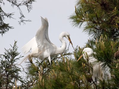 Great Egret _3310358.jpg