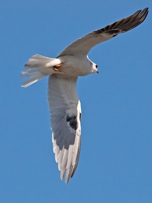 White-tailed kites _4180509.jpg
