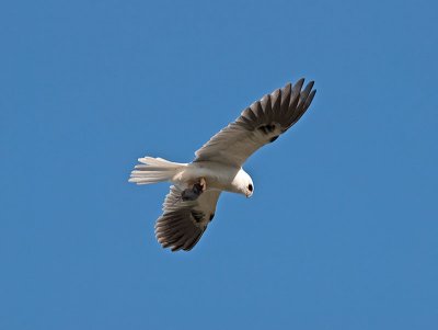 White-tailed kites _4230826.jpg