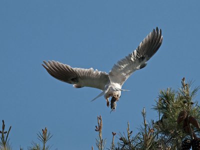 White-tailed kites _4230837.jpg