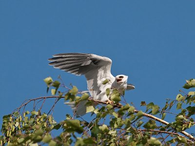 White-tailed kites _4230845.jpg