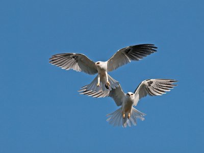 White-tailed kites _4230850.jpg