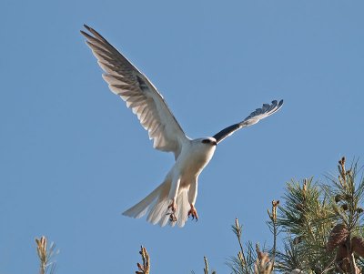 White-tailed kites _4230858.jpg