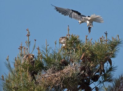 White-tailed Kites _4240901.jpg