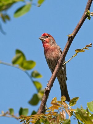 male House Finch _4180451.jpg
