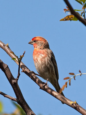 male House Finch _4180503.jpg