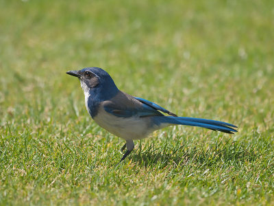 Western Scrub Jay _4230710.jpg