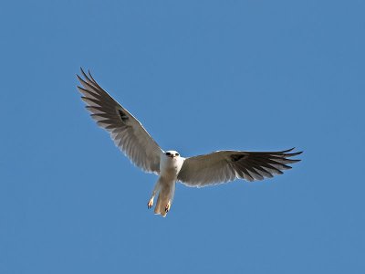 White-tailed Kites _4240926.jpg
