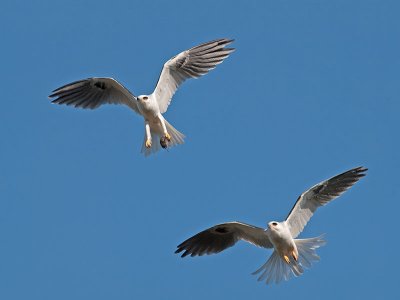 White-tailed Kites _4230853.jpg