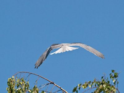 White-tailed Kites mating _4180514.jpg