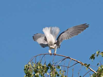 White-tailed Kites mating _4180519.jpg