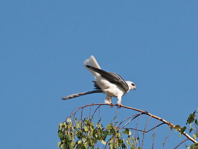 White-tailed Kites mating _4180523.jpg
