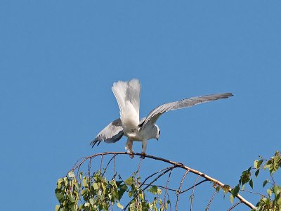 White-tailed Kites mating _4180520.jpg