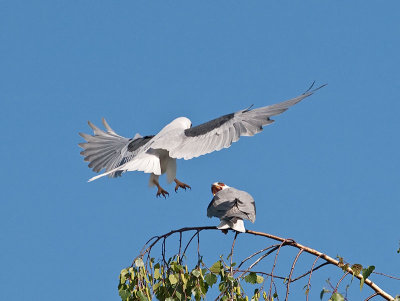 White-tailed Kites mating _4180526.jpg