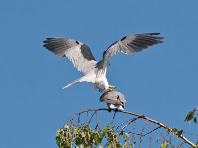 White-tailed Kites mating _4180527.jpg