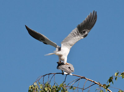 White-tailed Kites mating _4180528.jpg