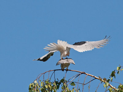 White-tailed Kites mating _4180529.jpg