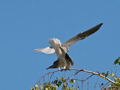 White-tailed Kites mating _4180531.jpg