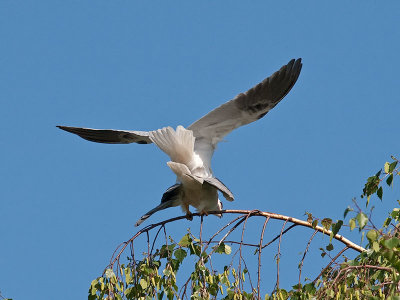 White-tailed Kites mating _4180532.jpg