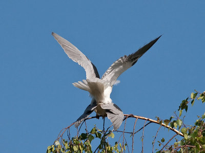 White-tailed Kites mating _4180534.jpg