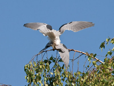 White-tailed Kites mating _4180535.jpg