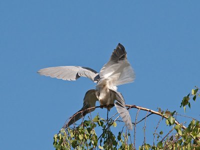 White-tailed Kites mating _4180539.jpg