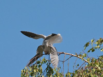 White-tailed Kites mating _4180540.jpg