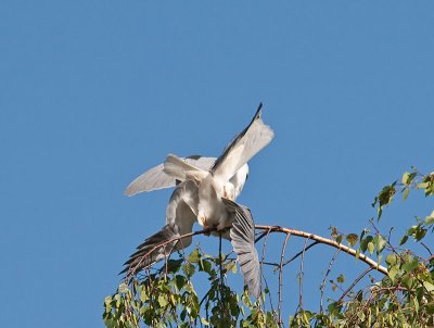 White-tailed Kites mating _4180541.jpg