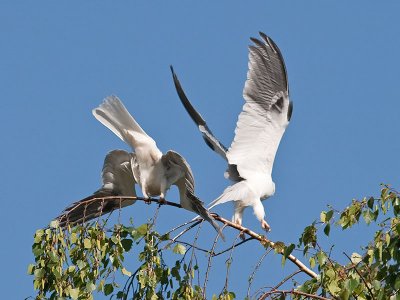 White-tailed Kites mating _4180542.jpg