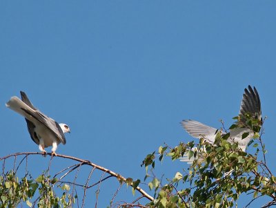 White-tailed Kites mating _4180543.jpg