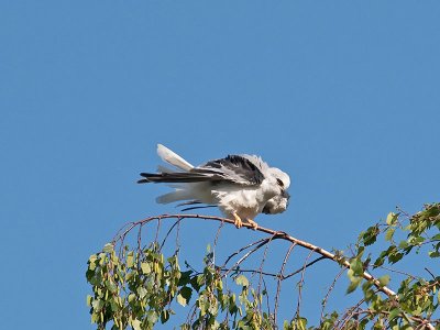 White-tailed Kites mating _4180546.jpg