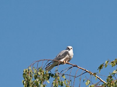 White-tailed Kites mating _4180550.jpg