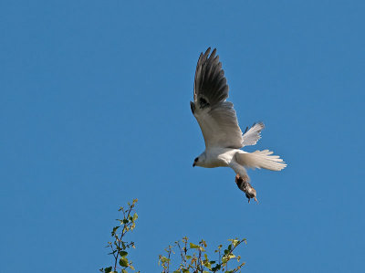 White-tailed Kites _4251153.jpg
