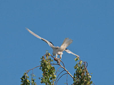 White-tailed Kites _4251163.jpg