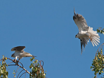 White-tailed Kites _4251169.jpg