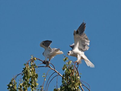 White-tailed Kites _4251170.jpg