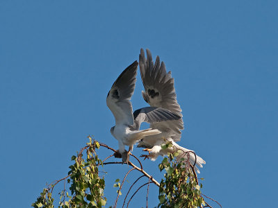 White-tailed Kites _4251171.jpg