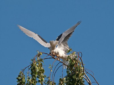 White-tailed Kites _4251175.jpg