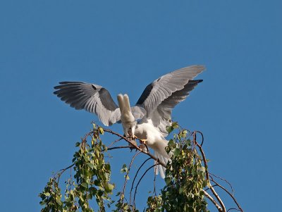 White-tailed Kites _4251176.jpg